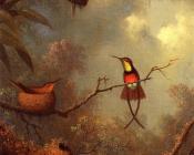 马丁 约翰逊 赫德 : Hummingbirds